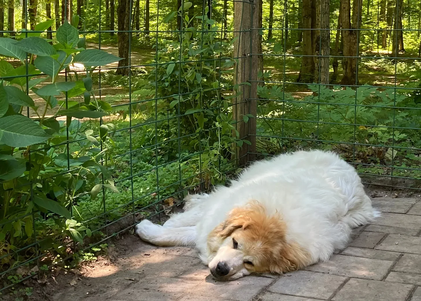 We Should All Be Great Pyrenees