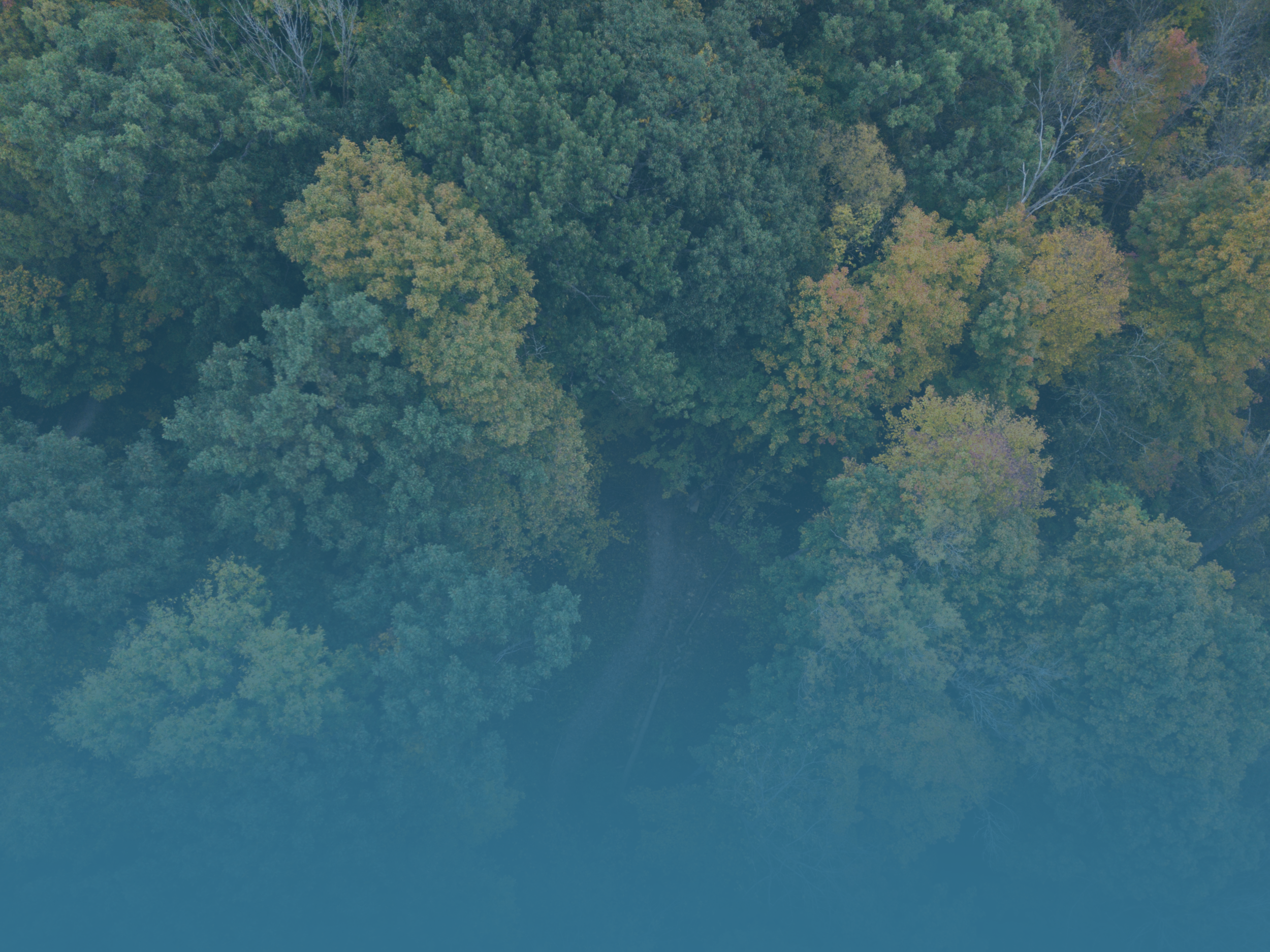 website homepage background 2.png