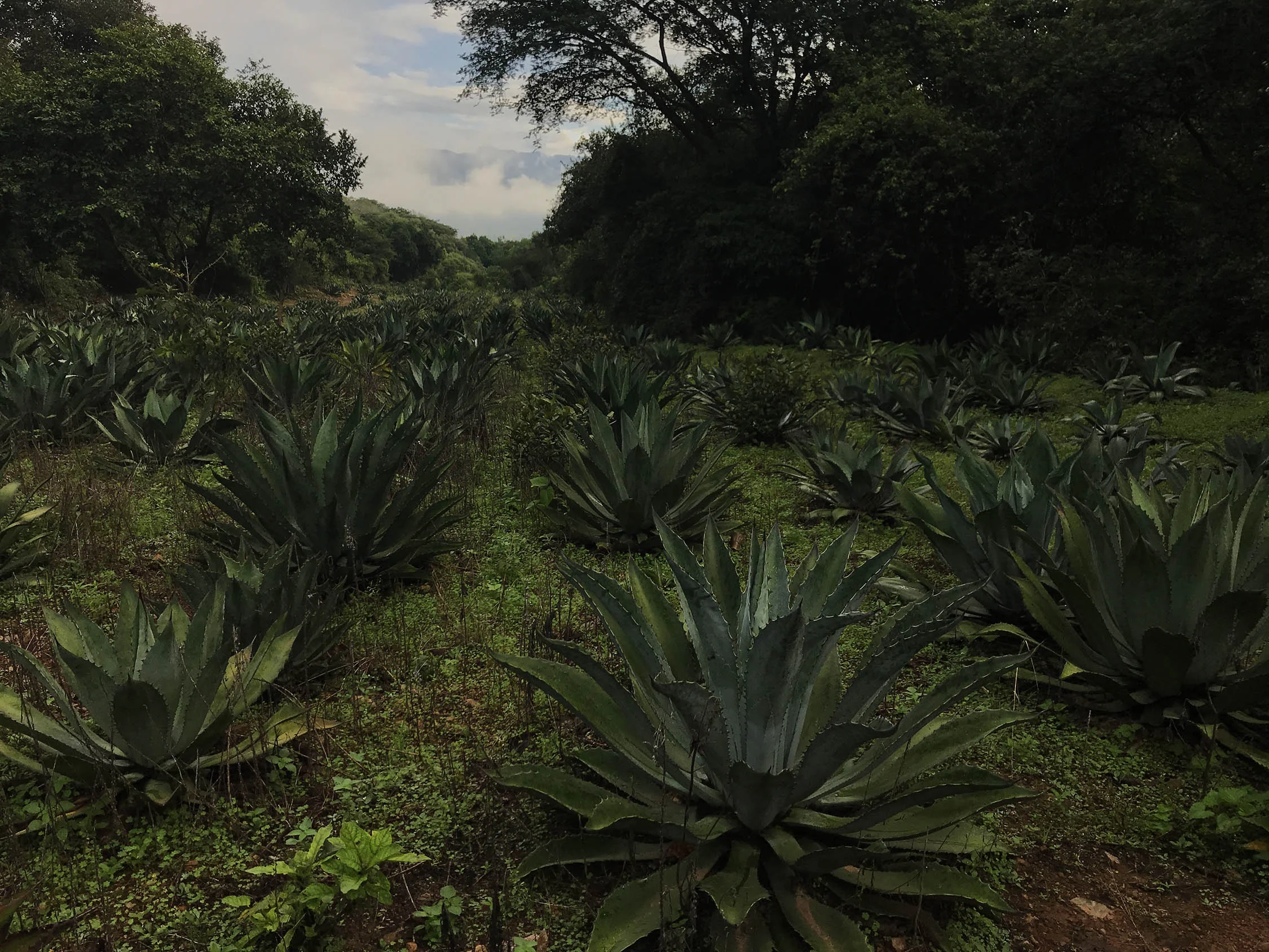 agave field 2.jpg