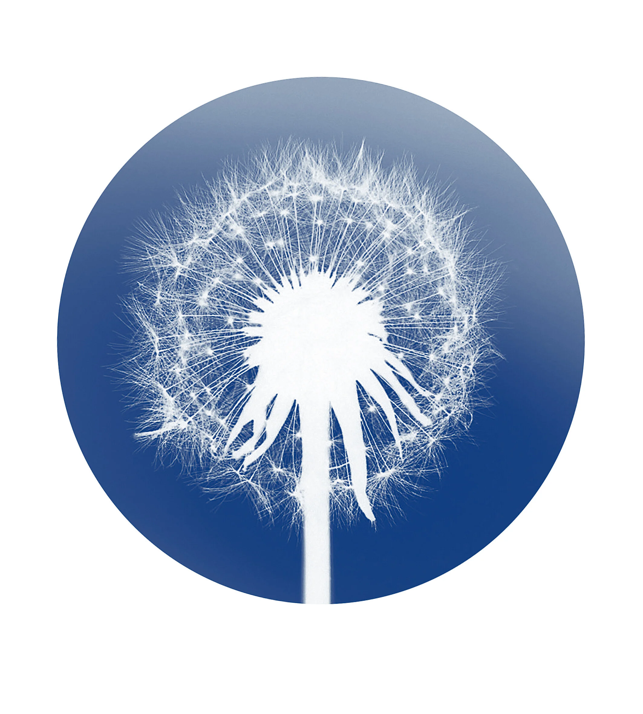ML_Dandelion_Time_Circle_Blue.jpg
