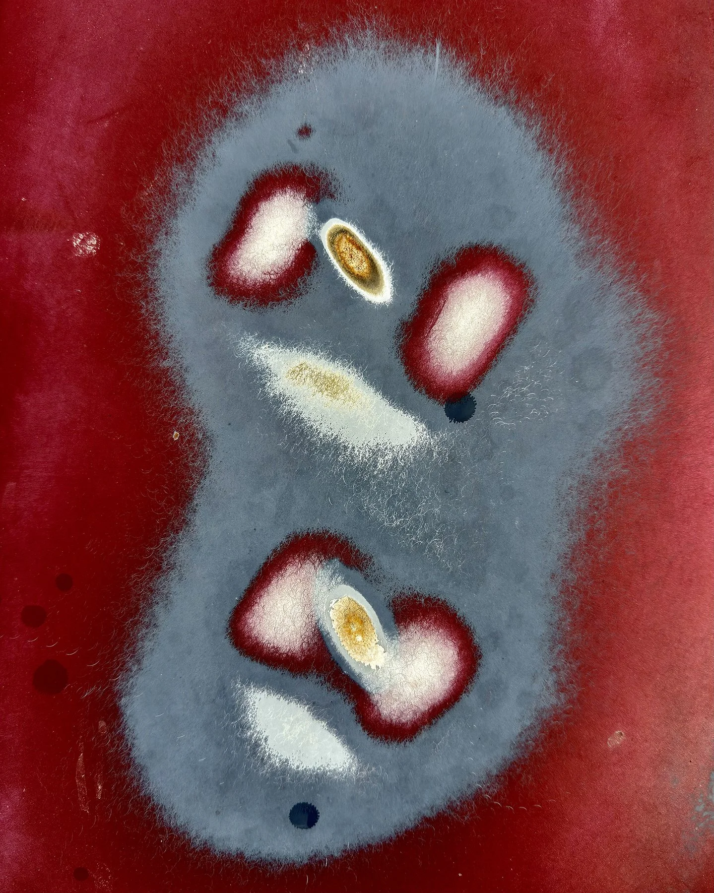 Color image of a large, gray, paramecium-shape containing smaller similar shapes in white, maroon, and gold against a larger maroon background.