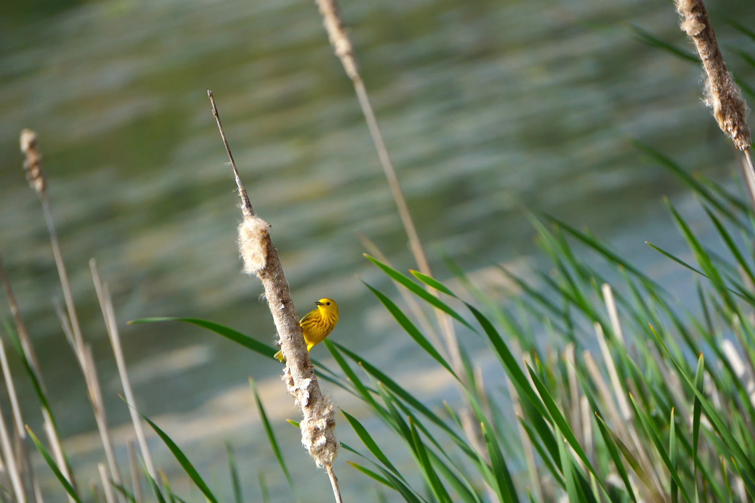 Photo of a yellow bird perched on a tan reed against a backdrop of rippled water.