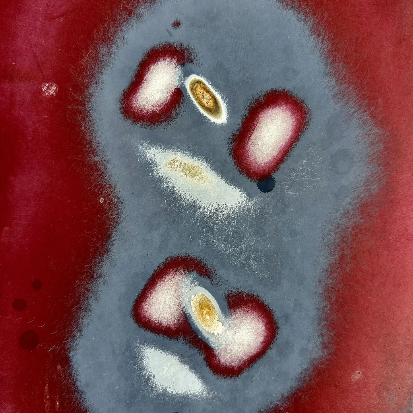 Color image of a large, gray, paramecium-shape containing smaller similar shapes in white, maroon, and gold against a larger maroon background.