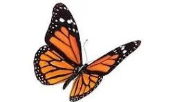 butterfly.jpg