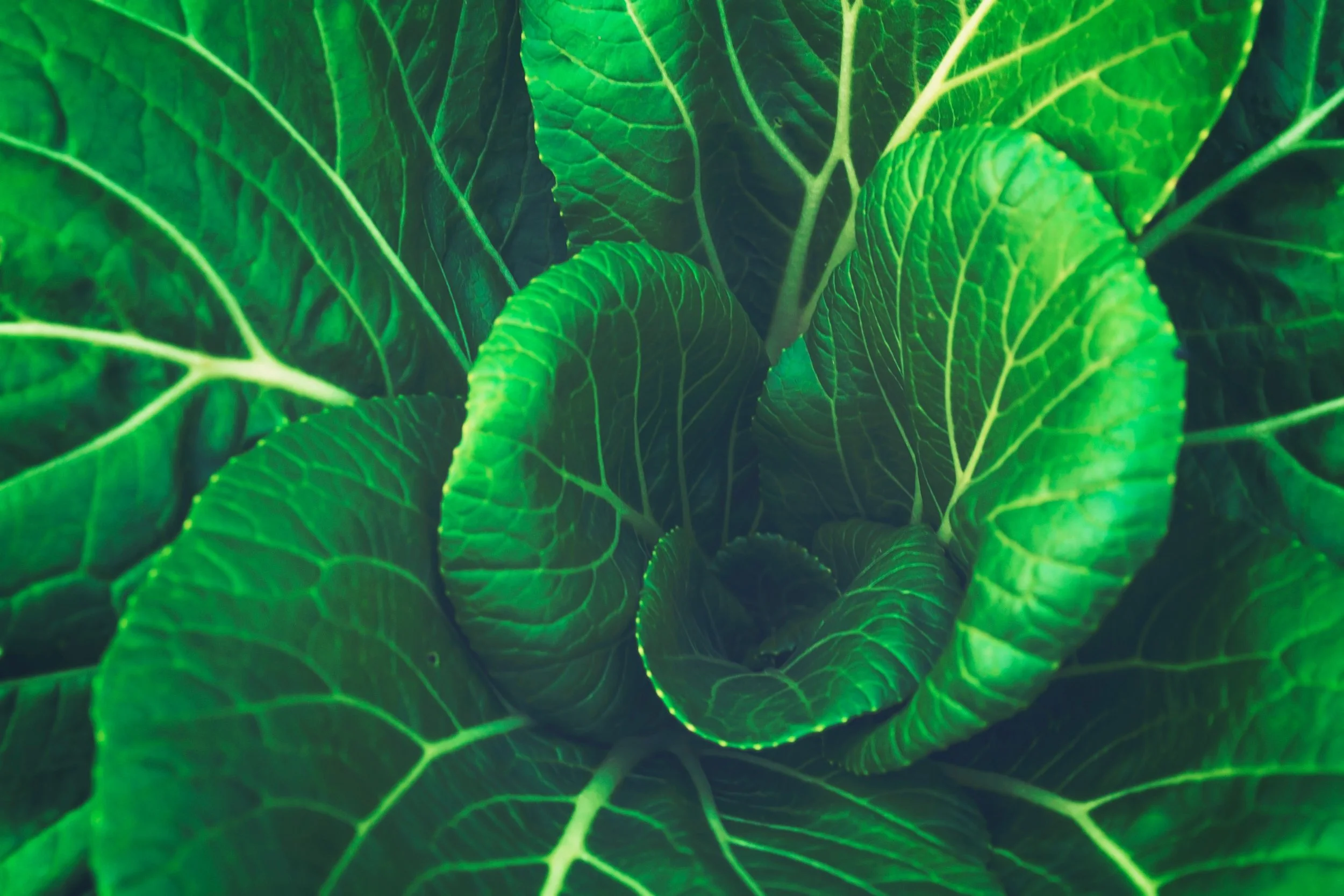 Dark leafy greens reduce inflammation, associated with most disease.
