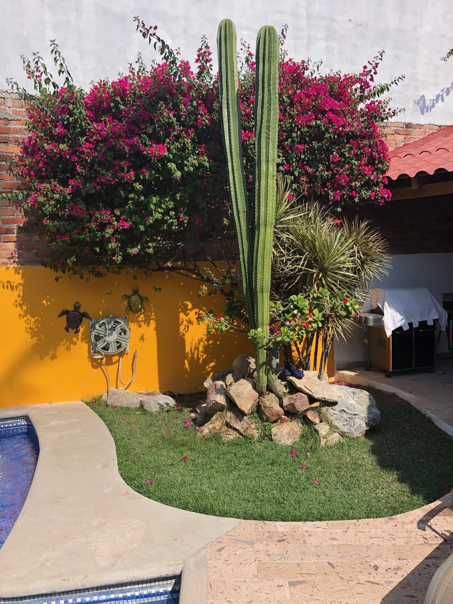 THE GARDEN BY THE POOL IS EVER GROWING