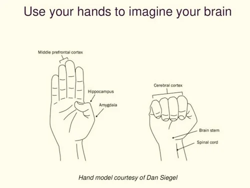 The Brain in the Palm of your Hand: Dan Siegel’s Hand Model — The ...