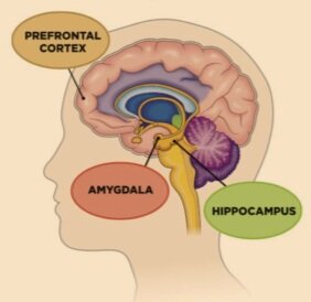 The limbic system - Queensland Brain Institute - University of