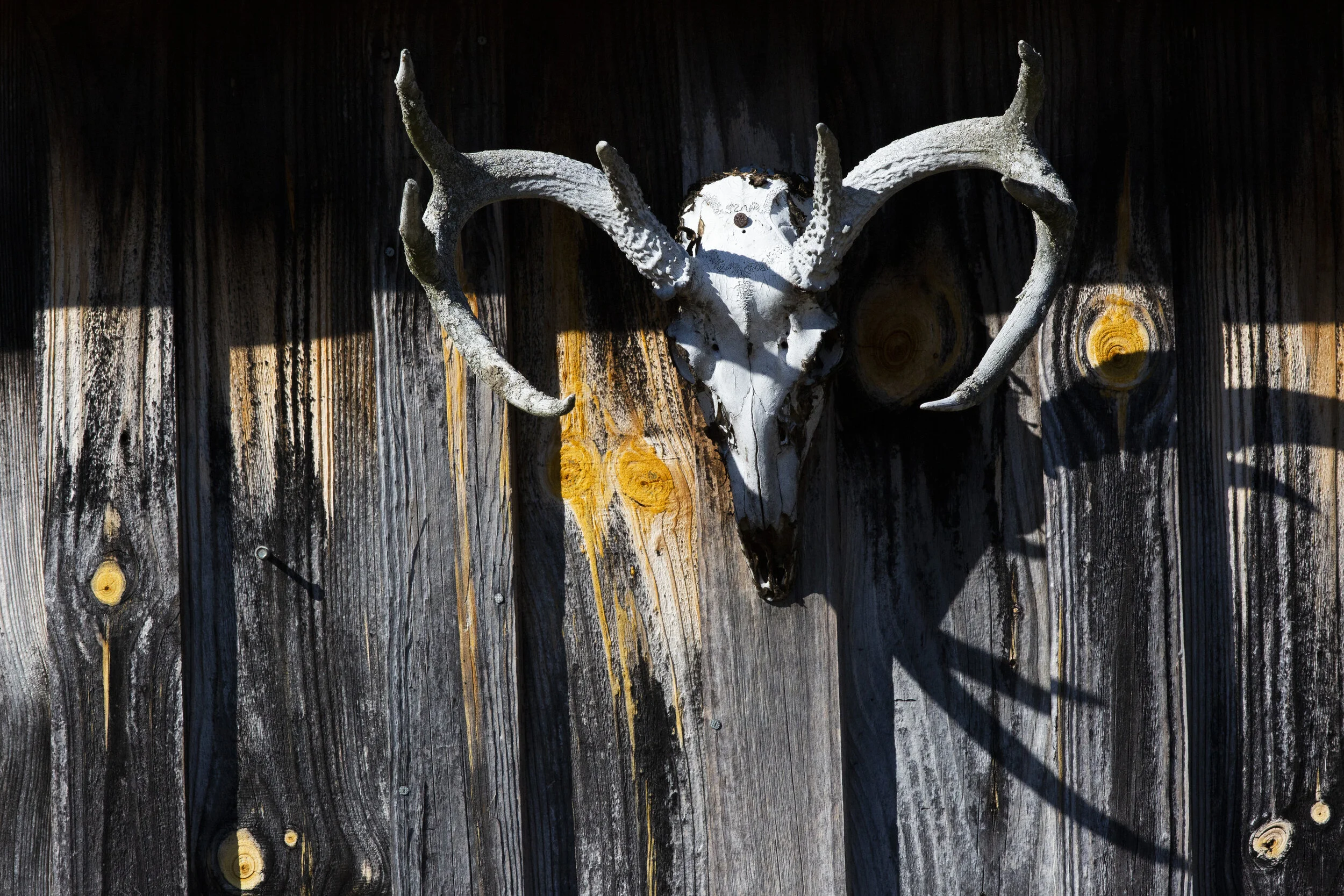  A skull hangs off of the building where Pete Woyar prepares syrup on his farm outside of New Marshfield Thursday, February 25, 2021. 
