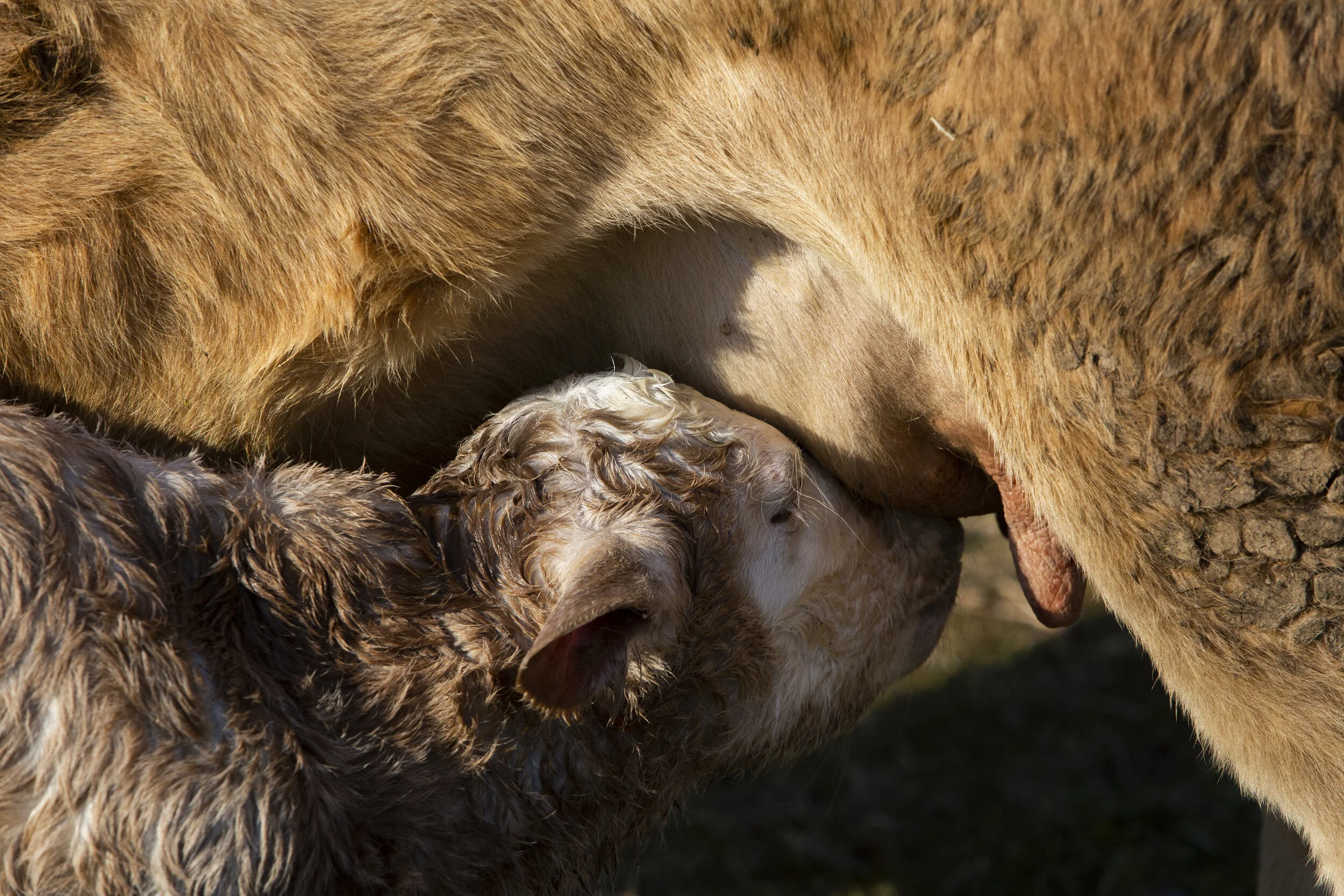  A newly born calf suckles at its mother's utter on Jill and Boyd Montle's farm in New Marshfield on Monday, March 8, 2021. 