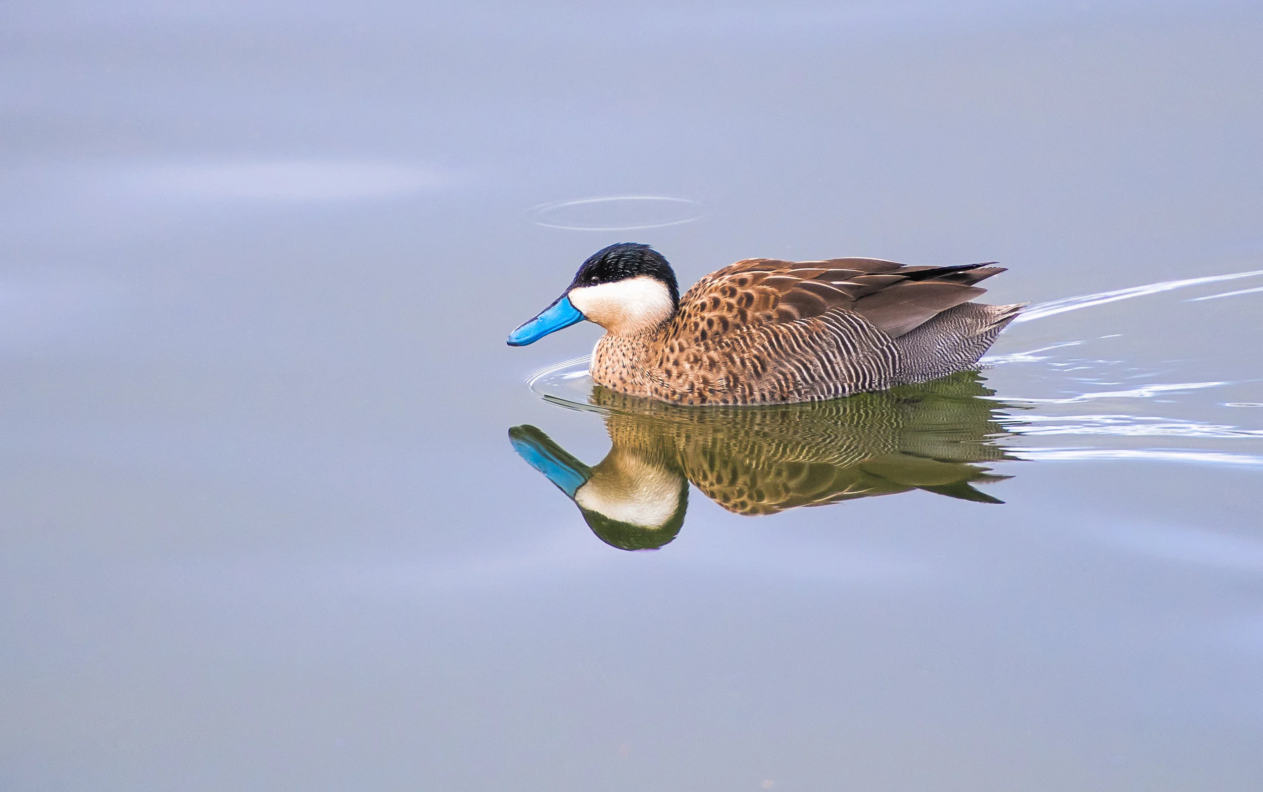 Andean Duck