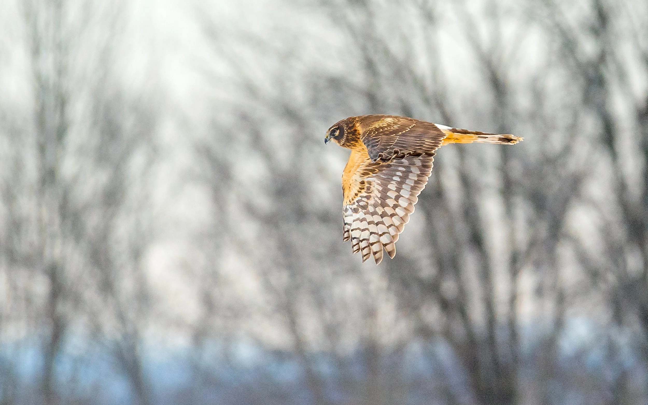 Northern Harrier