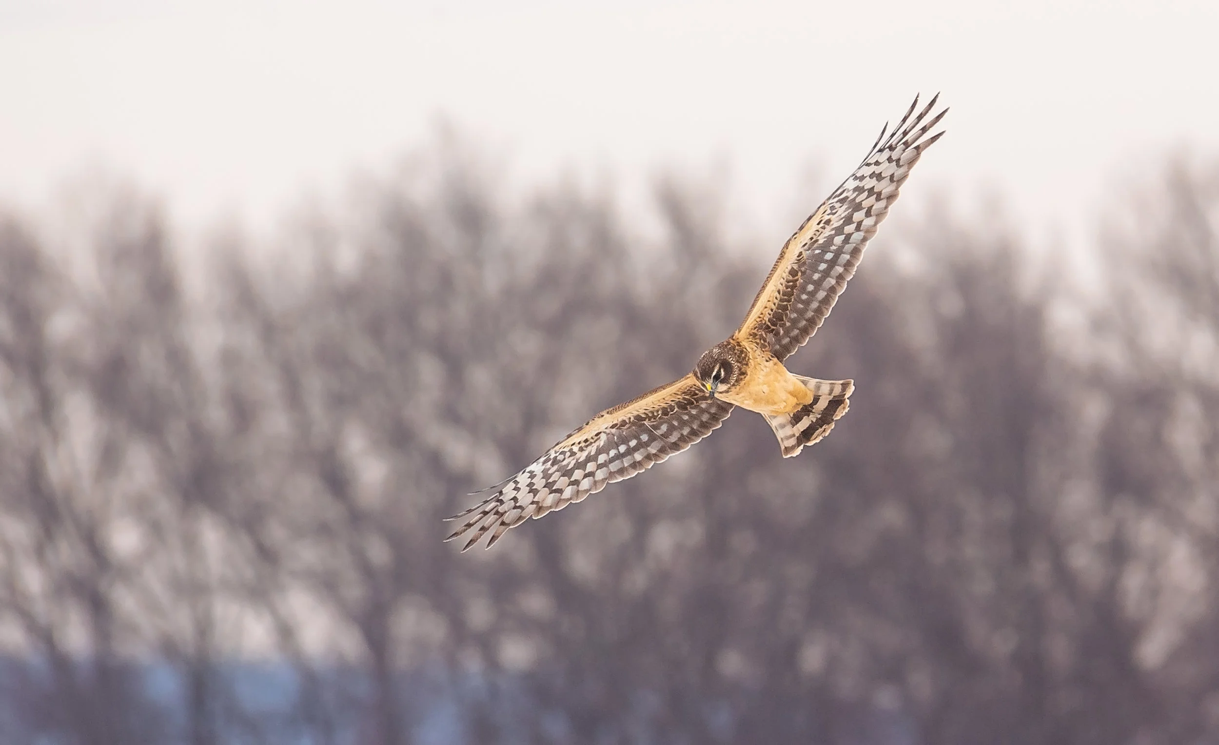 Northern Harrier