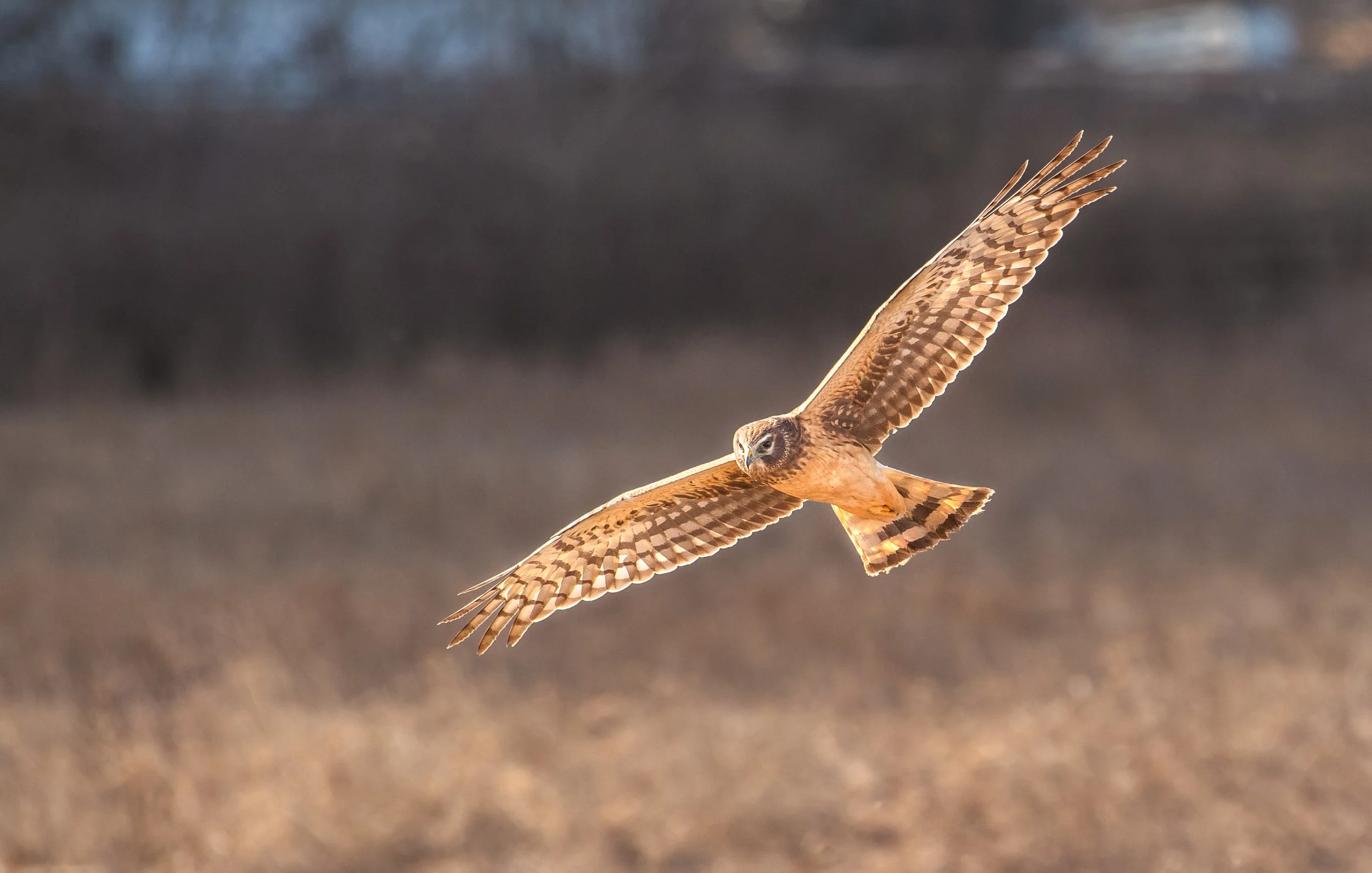 Northern Harrier