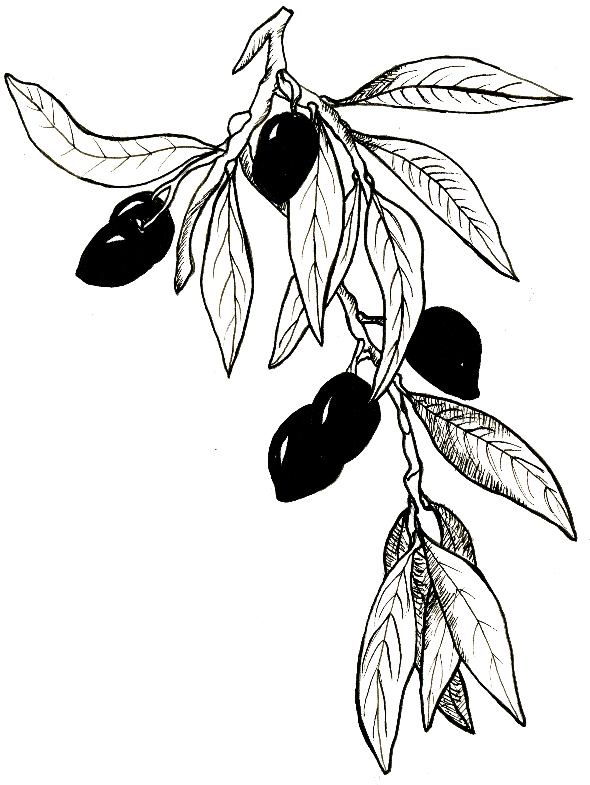 olives.png