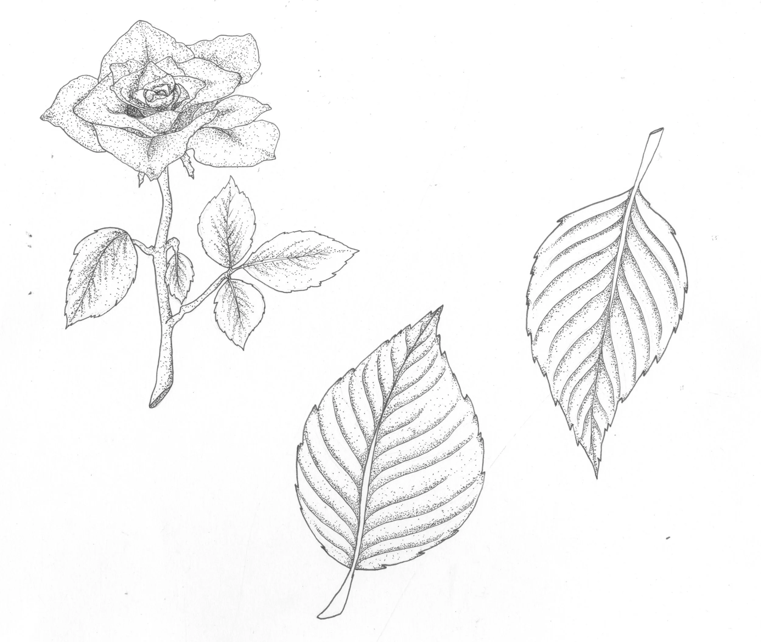 Scan copy 2.jpeg