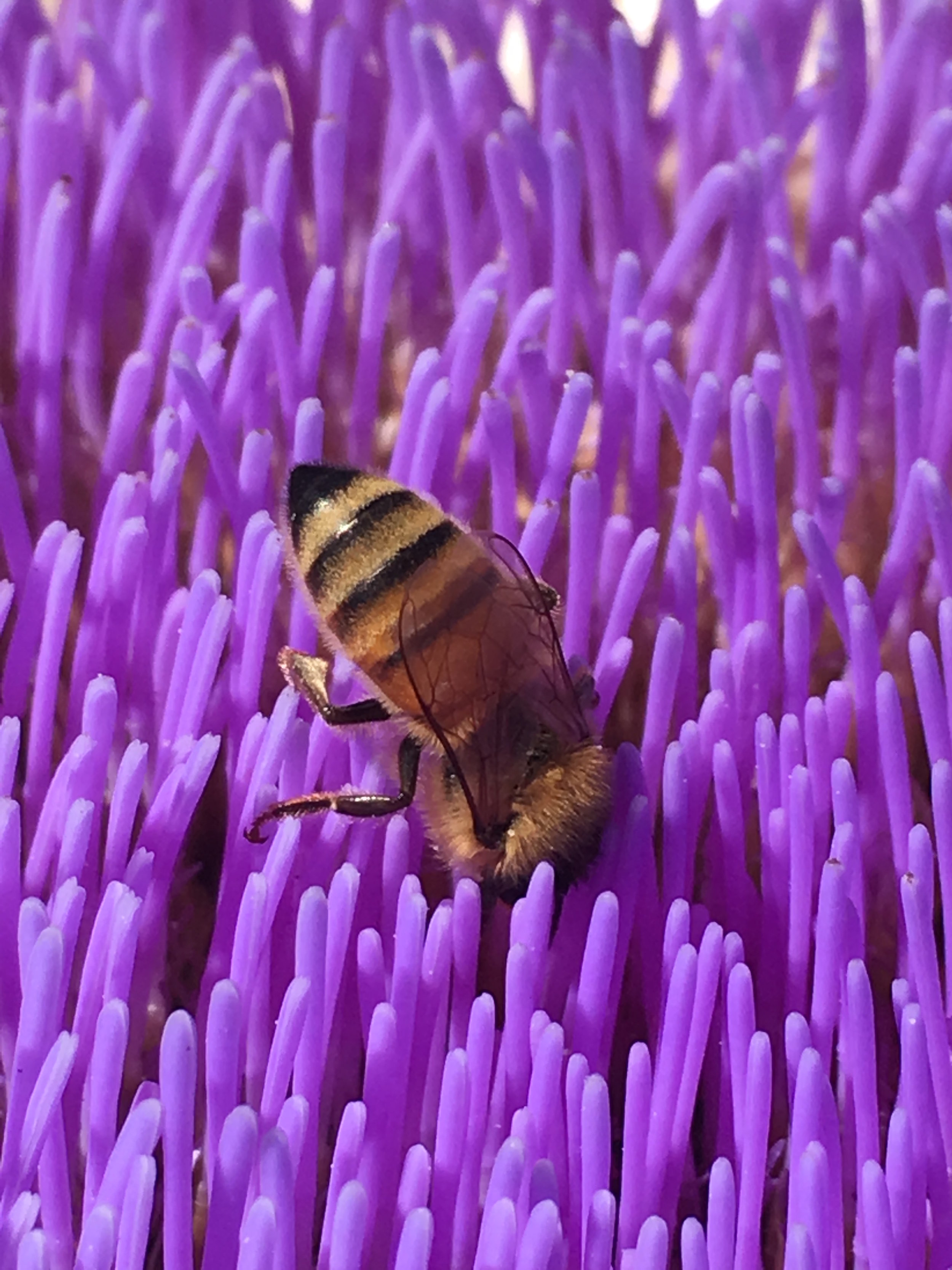 bee butt.JPG