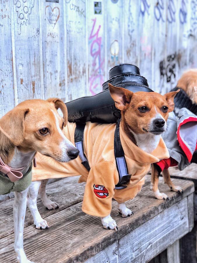 Dog Ghostbusters Costume