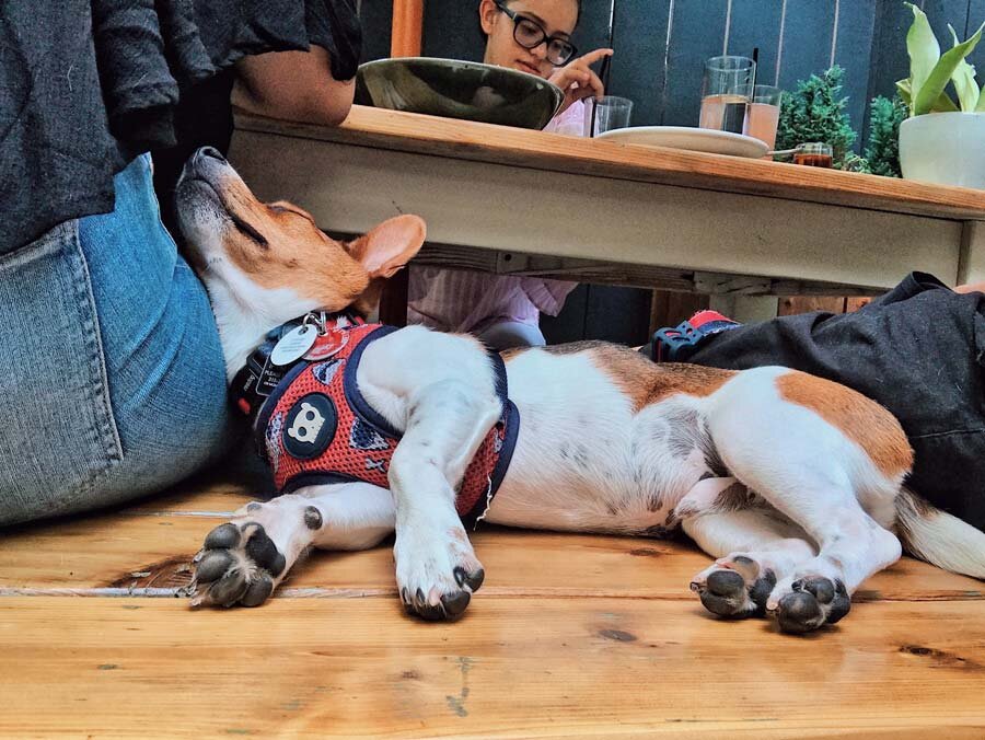 Rescue Dog at Dog-Friendly Restaurant