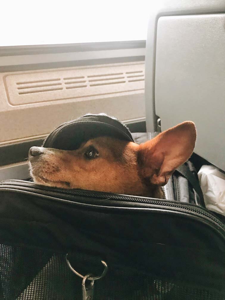 Airline approved carry on pet bags
