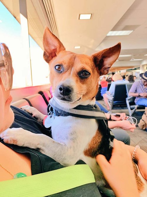 International Travel With Service Dog: Essential Tips for Smooth Journeys