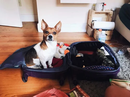 Travel International With Dog: Ultimate Guide for Stress-Free Trips