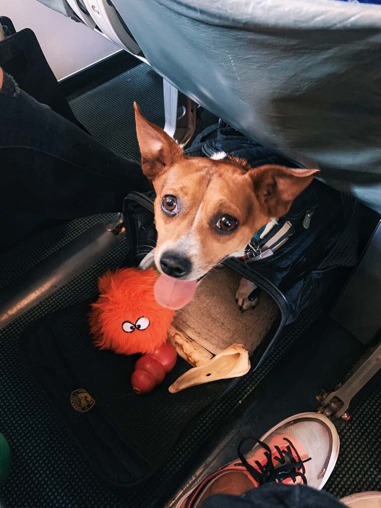 Dog Plane Travel