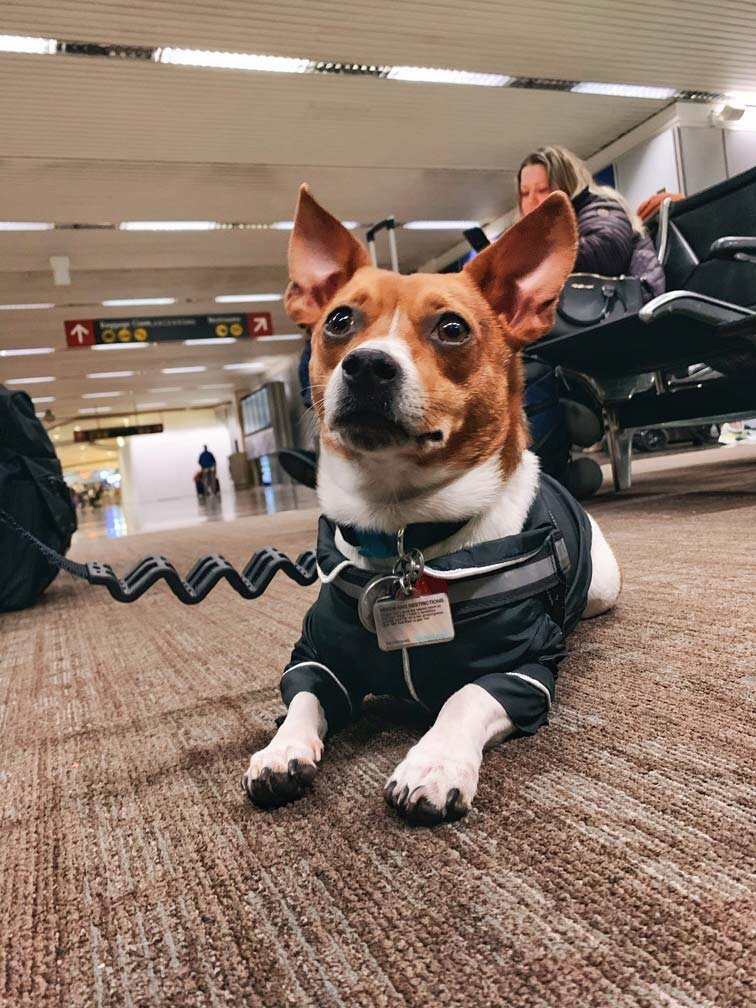 PetFriendly Airports