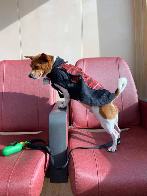 Exploring Seattle On Foot With Our Dog..Explorando Seattle a pie con