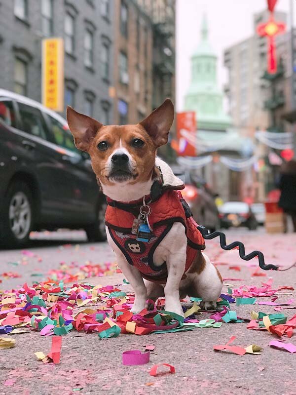 Guillermo, our dog at Chinese New Year celebration in Chinatown New York