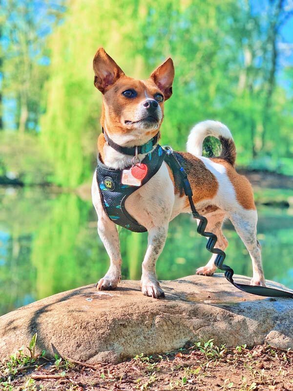 Central Park pond dog friendly adventures