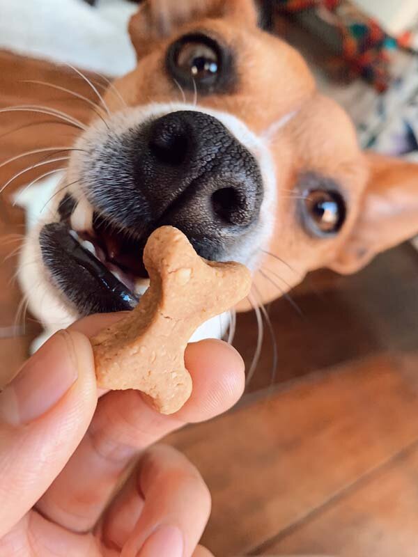 Spoiled dog homemade dog treats