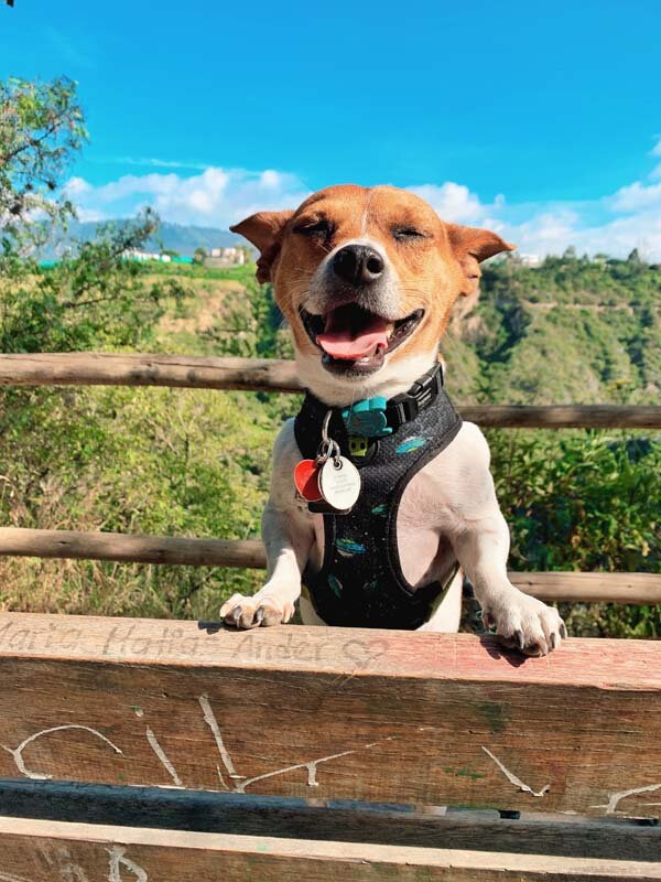 Ecuadorian rescue dog story