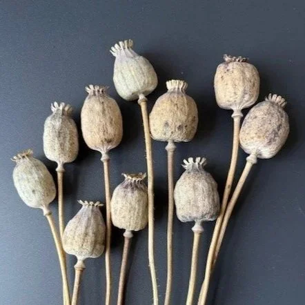 Papaver somniferum, 'Giganteum'