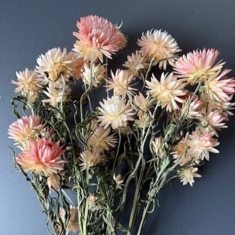 Helichrysum bracteatum 'Silvery Rose' (strawflowers)