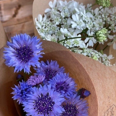 cornflowers+2.jpg