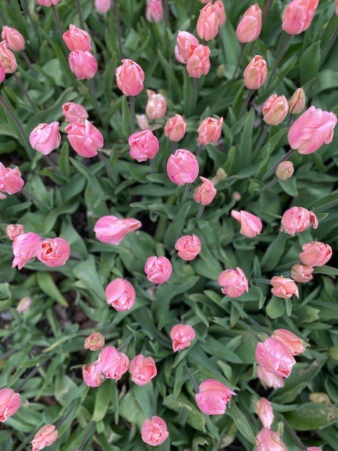 tulips 11.jpg
