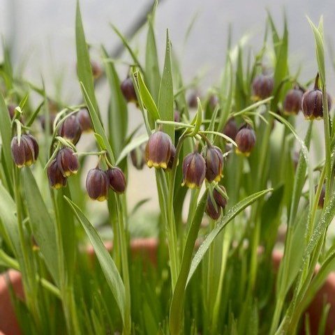 fritillaries.jpg