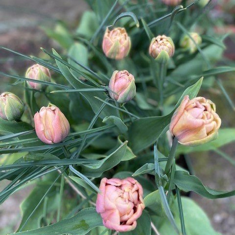 tulips+8.jpg