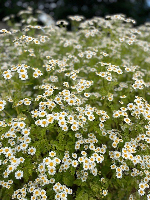 feverfew.jpg