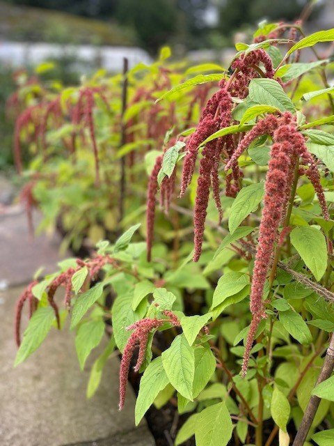 amaranthus1.jpg