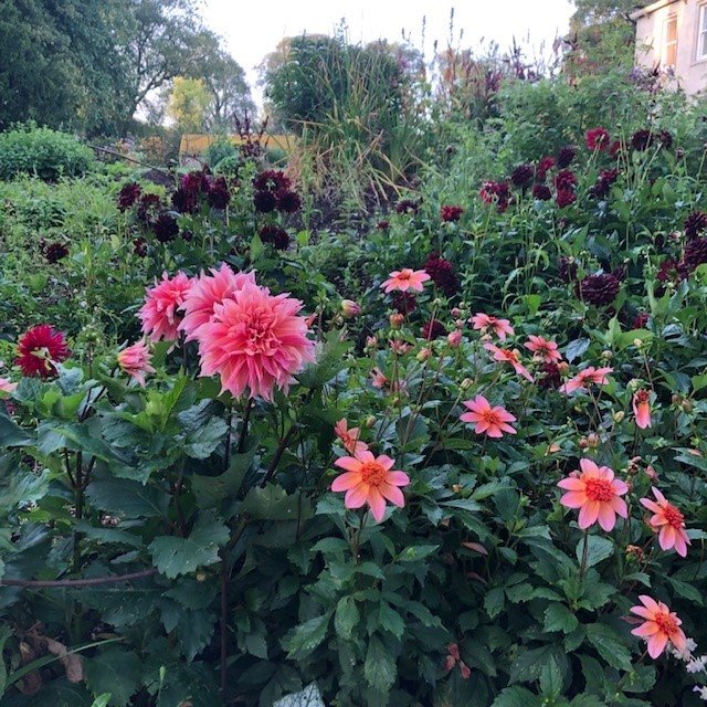 Dahlias 6.jpg