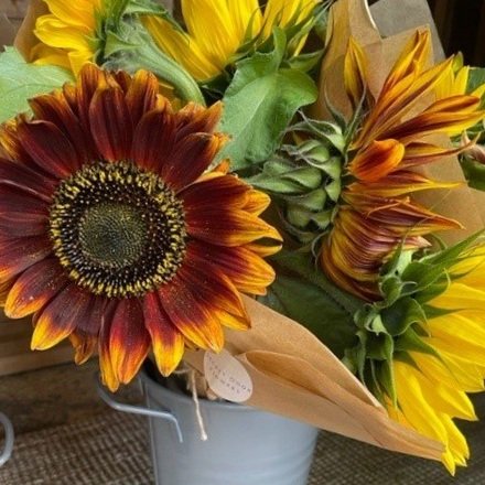 sunflowers+1.jpg