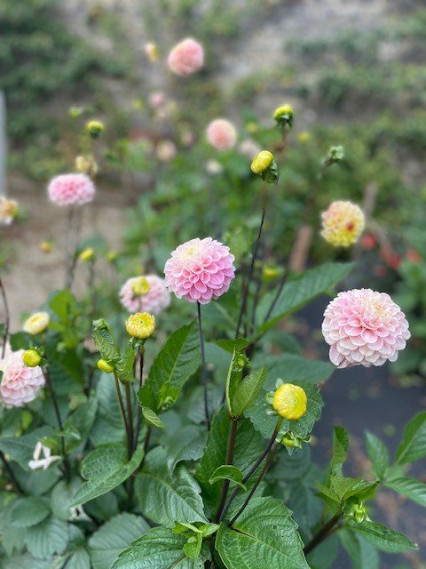 Dahlias 10.jpg