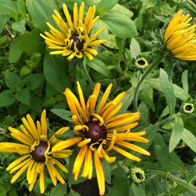 rudbeckia.jpg