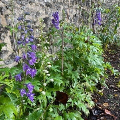 delphiniums.jpg