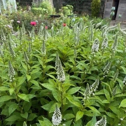 lysimachia.jpg