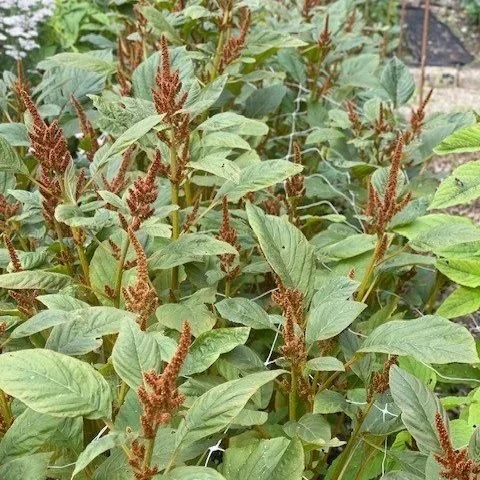 amaranth.jpg