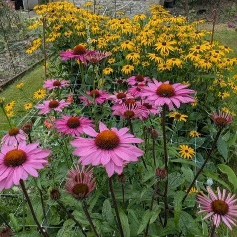 echinacea+rudbeckia.jpg