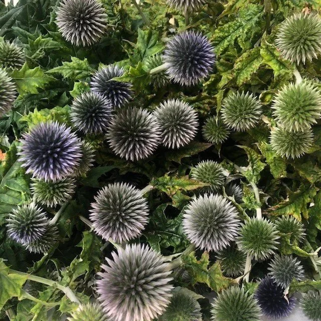 Echinops+3.jpg